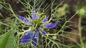 Утро на московском ранчо, шмелевый рай, первые огурчики и шафран с голубикой