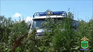 В Еврейской автономной области полицией уничтожено 25 очагов произрастания дикорастущей конопли