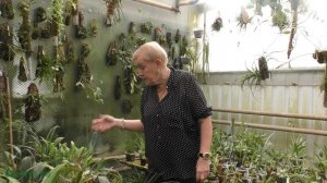 Плевроталлис Pleurothallis.