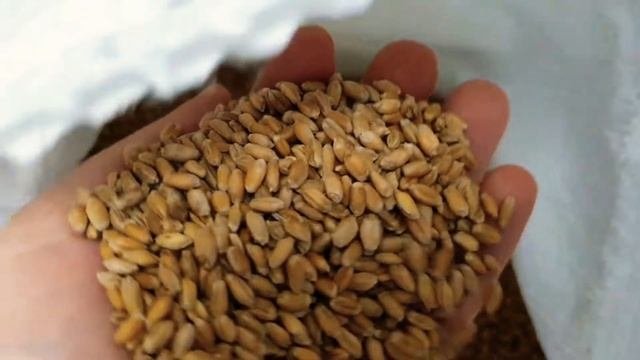 заказ/зерно/пшеница/гречка/овес/проращиватель для семян/еонопляное семя пищевое.