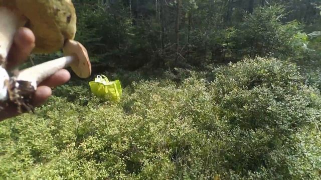 Белые грибы и подосиновики в ассортименте. Грибалка. Тихая охота. смотреть онлайн