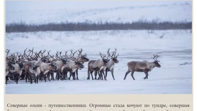Северный олень смотреть онлайн