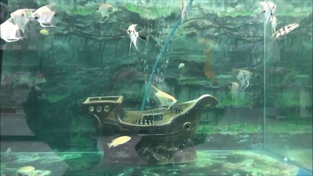 Мой аквариум. Скалярии, сомы боцики в аквариуме. смотреть онлайн