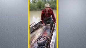 Поохотился на уток / Сом кг так на 200 / Выводок особых поросят - Охота и рыбалка