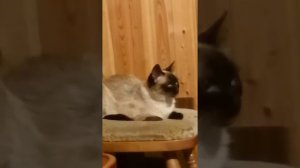 Кот слушает музыку. Кот меломан. Интересное видео про кошек.