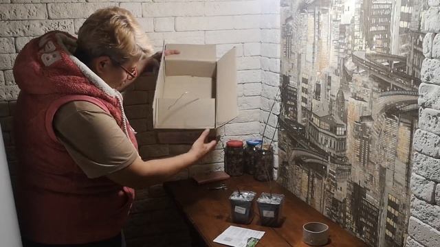 Огляд посилки від магазину Райський куточок. Клен Катсура. Барбарис Марія. смотреть онлайн