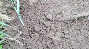 Удаление куста винограда.