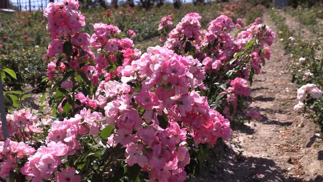 роза анжела, питомник роз полины козловой rozarium.biz. rose Angela смотреть онлайн