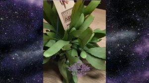 4  Рипсалис Рамулоза Ред Коралл