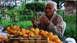 Historia del Cultivo del Nispero