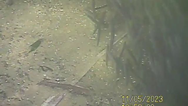 оз.Линёвое.Уклейка.гл.0.5м. 05.11.2023г. смотреть онлайн