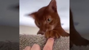 Сердитый котик