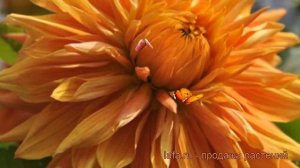 Георгина декоративная Бен Хьюстон 🌿 обзор: как сажать, рассада георгины Бен Хьюстон