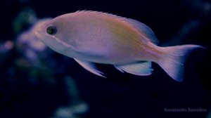 Морской аквариум 300 л. 1 год после запуска. My reef tank 80 gal. 1 year update.
