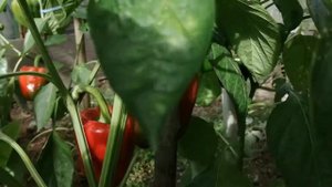 Перец Звезда Востока