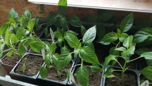 Как с помощью полива увеличить корневую систему рассады