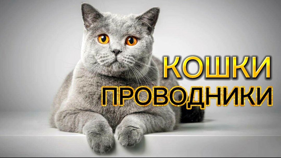 КОШКИ-ПРОВОДНИКИ#ВЗАИМОДЕЙСТВИЕ КОШЕК И ЛЮДЕЙ#КРАЙОН