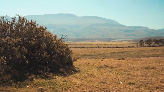 Мир фактов. 33 интересных фактов о жирафах.Необычное животное,о котом мы многое не знаем.