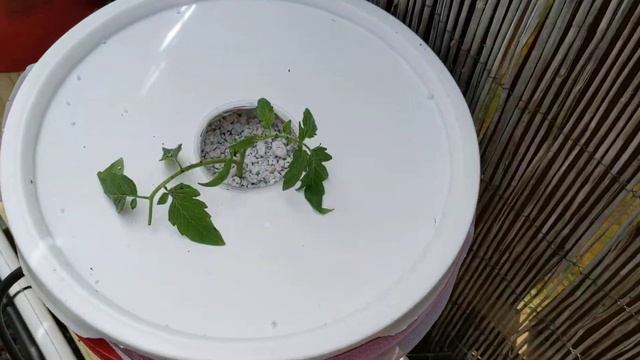Dutch Bucket, Простая гидропонная система. Гидропоника это просто смотреть онлайн