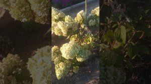 Метельчатая гортензия Геркулес.