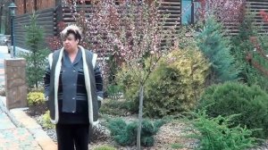 Миндаль . Миндаль Ложный ( Бобовник И Луизиания). Декоративные Садовые Кустарники