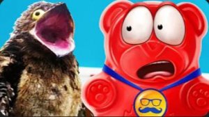 МЫЛО ИЗ НУТЕЛЛЫ И ЖЕЛЕЙНЫЙ МЕДВЕДЬ ВАЛЕРА  КТО ТАКАЯ КУКАБАРРА