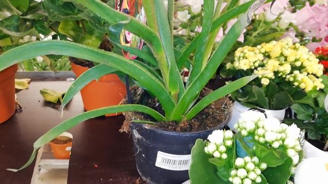 ОРХИДЕИ. ЦВЕТЫ. ФУД СИТИ. смотреть онлайн