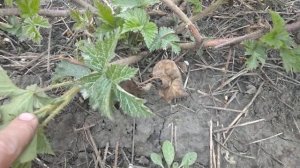 Основные работы на ежевике весной