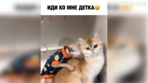 Я РЖАЛ ЦЕЛЫЙ ЧАС /СМЕШНЫЕ ЖИВОТНЫЕ/КОТЫ СОБАКИ И ДРУГИЕ/ТЕСТ НА ПСИХИКУ/ ПОПРОБУЙ НЕ ЗАСМЕЯТЬСЯ #20