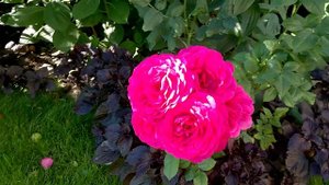 Роза Иоганн Вольфганг фон Гете Роуз