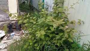 Актинидия: Аргута, Коломикта (Дженни?), Китайская деликатесная, Полигама..