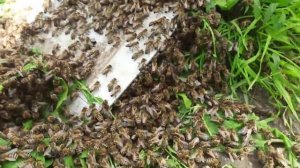 Как я подсаживаю рой пчел в новый улей на пасеке. Пчелиный рой заходит в новое ж