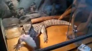 www.MyReptile.ru_Капский (степной) варан ест крысу
