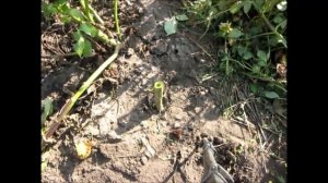 Подготовка георгин к хранению