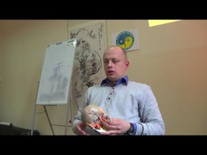 Семинар Краниосакральная терапия 3 ЧЕРЕПНО-МОЗГОВЫЕ НЕРВЫ КСТ3_08