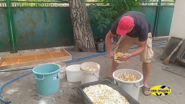 Як зібрати врожай гарбуза з площі 0.7га з мінімальними затратами ‼️Чи можна щось заробити⁉️ смотреть онлайн