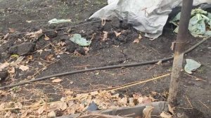 как укрывать виноград, чтобы он не замёрз даже при  -40°С