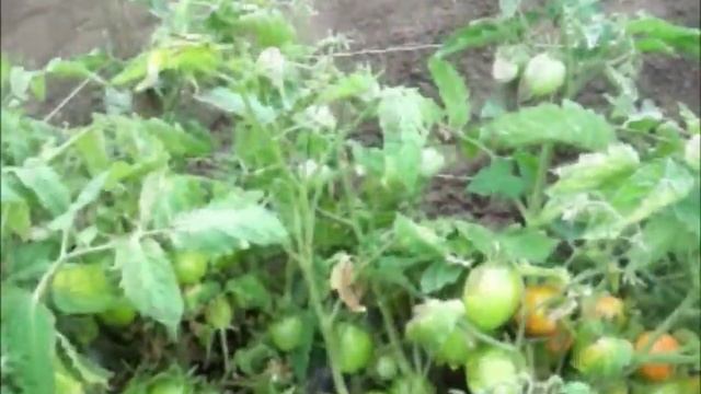 Томаты из рассады. Самый легкий метод получения отличного урожая. смотреть онлайн