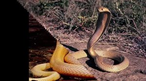 Aleks Мир животных - Кобры