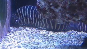 Gymnomuraena zebra.MOV