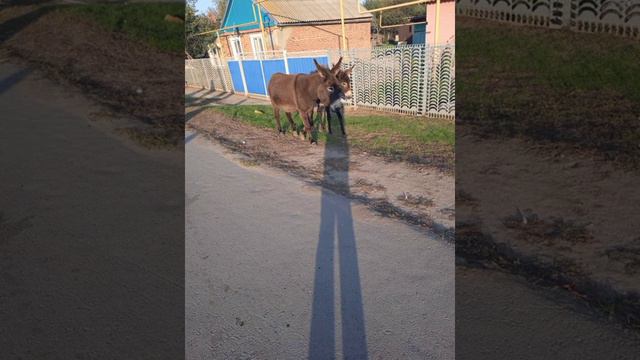 Ослики. Donkeys.