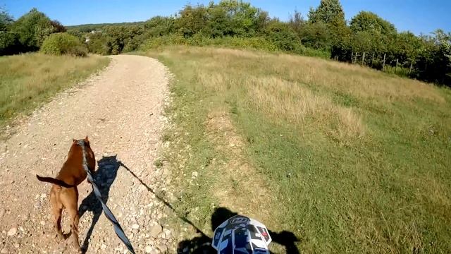 Прогулка с ПИТБУЛЯМИ НА МОТОЦИКЛЕ !!! Кто на этот раз НАРВАЛСЯ на Мусу !!?? Очень нервная прогулка смотреть онлайн