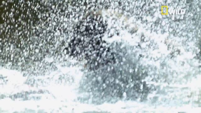 Un babouin s'attaque aux flamands roses смотреть онлайн