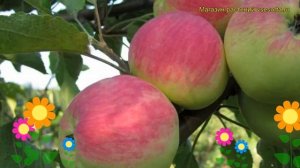Яблоня Мантет (Яблоня). Краткий обзор, описание характеристик, где купить саженцы malus domestica