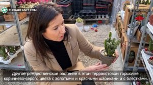 🌵GIROMAGI НАВСЕГДА - 6 Предложение на следующее Рождество