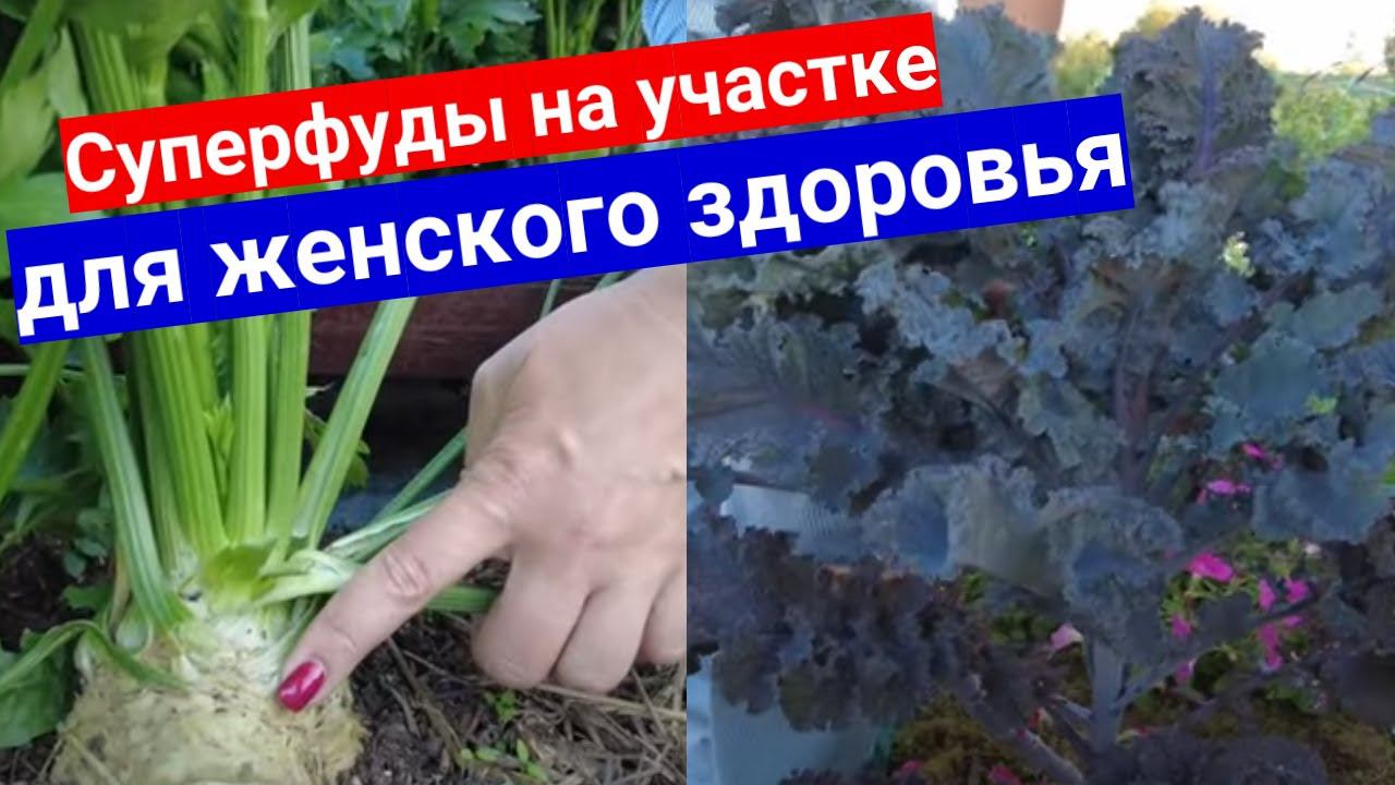 Сельдерей и капуста Кале - суперфуды для женского здоровья на вашем участке