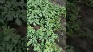 Растуть ли в Воронеже Арбузы и дыня своем огороде
