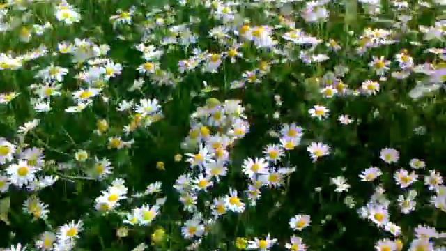 Колышущиеся ромашки. Ромашки в январе. Видео поля ромашек. Поляна ромашек. Ромашковое поле каменск уральский.