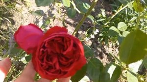 " King Artur " rose. Роза сорта " Кинг  Артур "