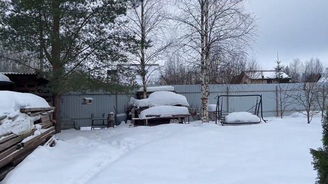 Зимние будни садовода. Всходы петунии, посев лаванды, проращивание георгин #милыйдом